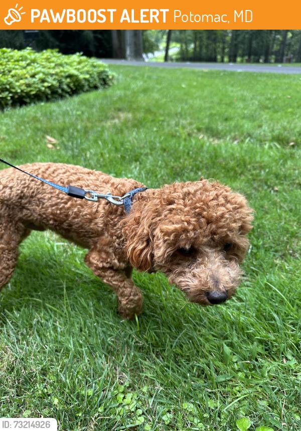 Found/Stray Male Dog last seen Potomac village shopping center, Potomac, MD 20854