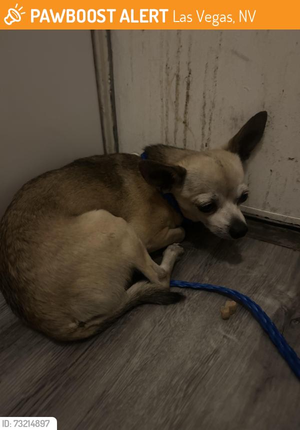 Found/Stray Male Dog last seen Lakemead and sloan, Las Vegas, NV 89115