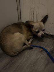 Found/Stray Male Dog last seen Lakemead and sloan, Las Vegas, NV 89115