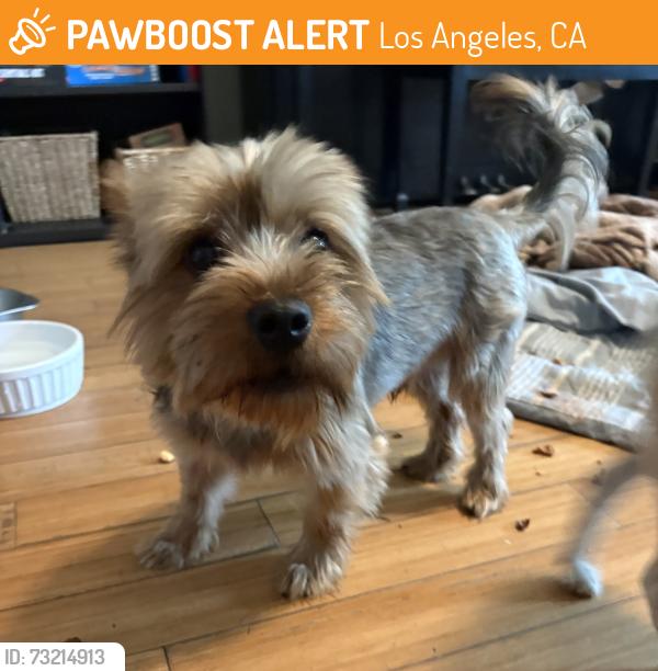 Found/Stray Unknown Dog last seen Cimarron and West 30th, Los Angeles, CA 90018