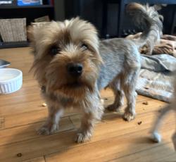 Found/Stray Unknown Dog last seen Cimarron and West 30th, Los Angeles, CA 90018
