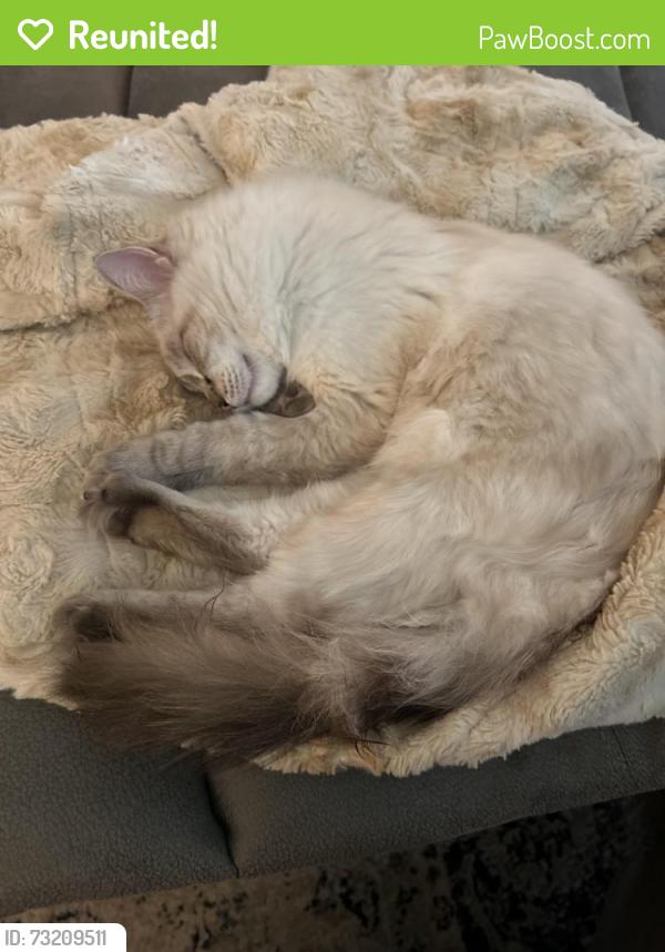 Reunited Male Cat last seen Near th st and Roe ave, Prairie Village, KS 66208