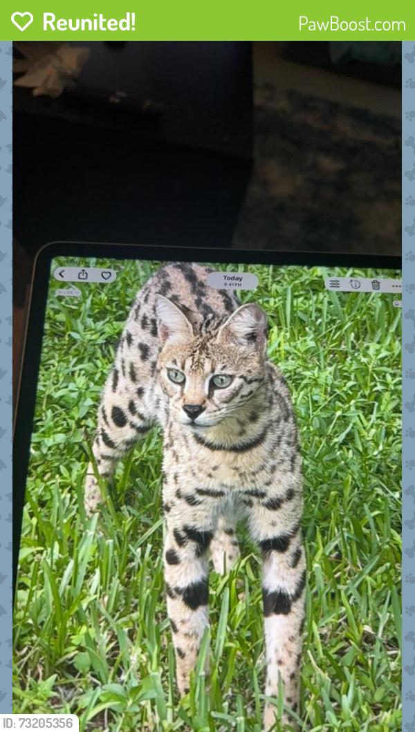 Reunited Unknown Cat last seen Near, Cape Coral, FL 33993