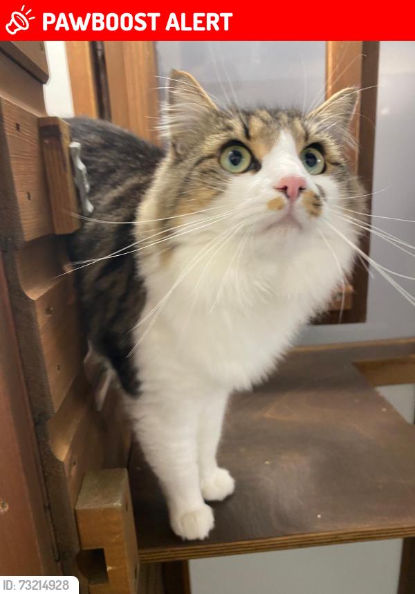 Lost Male Cat last seen The Limes, Sudbury (Near long melford Dr surgery), Long Melford, England CO10 9SX