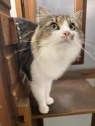 Lost Male Cat last seen The Limes, Sudbury (Near long melford Dr surgery), Long Melford, England CO10 9SX