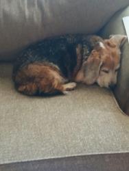 Reunited Male Dog last seen Highway 58 and Grimsley Store Road. In the location of Dare To Dream horse ranch and feed store., Wilson, NC 27893