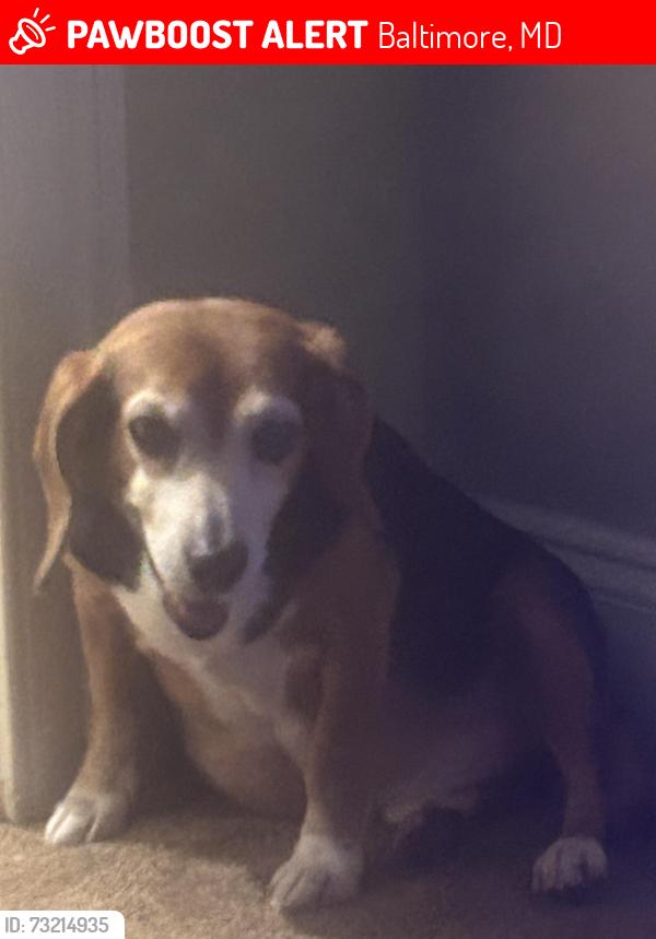 Lost Male Dog last seen Erdman, Baltimore, MD 21213