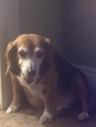 Lost Male Dog last seen Erdman, Baltimore, MD 21213