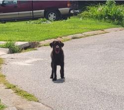Reunited Female Dog last seen Marixa Dr, Georgia 30666, USA, Barrow County, GA 30666