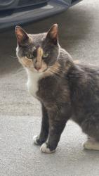 Found/Stray Unknown Cat last seen Lady Ashley located in Battlefield Commons, Chesapeake, VA 23320