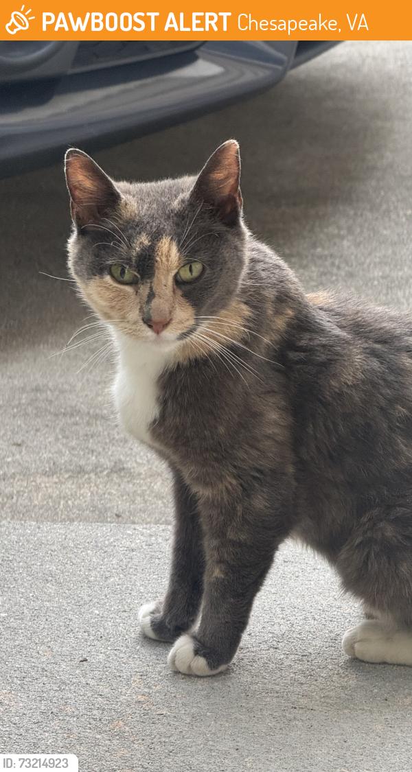 Found/Stray Unknown Cat last seen Lady Ashley located in Battlefield Commons, Chesapeake, VA 23320