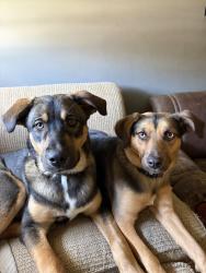 Lost Female Dog last seen Near 19th ave, Columbus, GA 31904