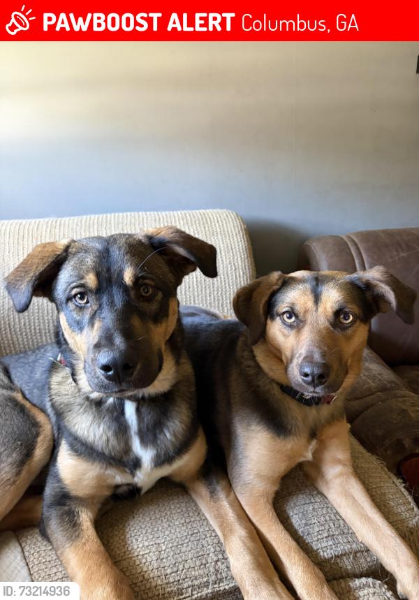 Lost Female Dog last seen Near 19th ave, Columbus, GA 31904