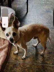 Found/Stray Male Dog last seen Florence Ave and Salt Lake Ave, Huntington Park, CA 90255