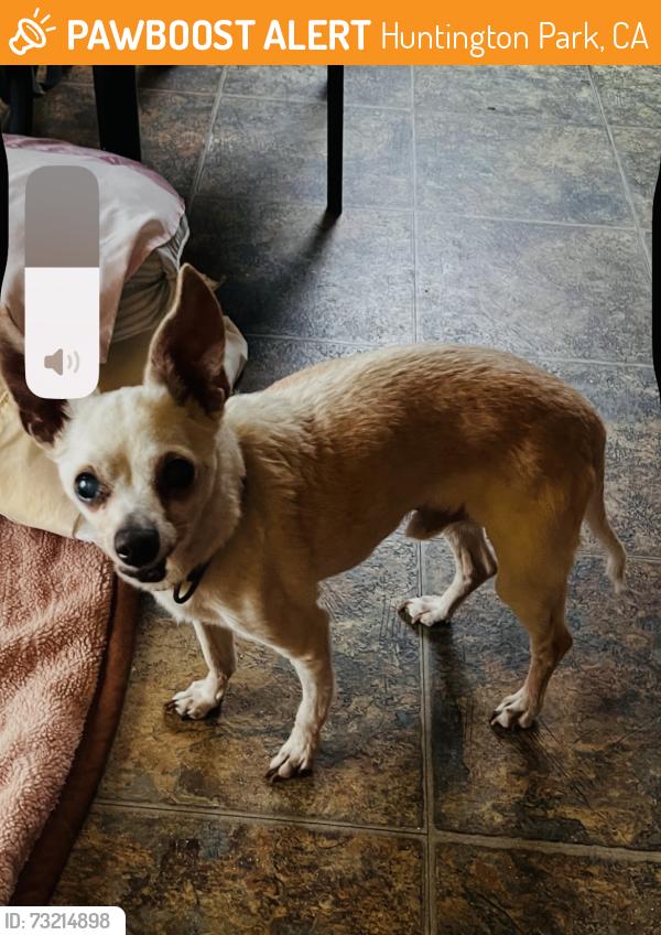 Found/Stray Male Dog last seen Florence Ave and Salt Lake Ave, Huntington Park, CA 90255