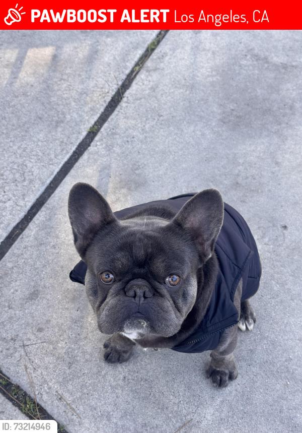 Lost Male Dog last seen Sherman way, Los Angeles, CA 91352