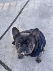 Lost Male Dog last seen Sherman way, Los Angeles, CA 91352