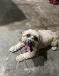 Found/Stray Male Dog last seen Outlook Dr Houston Tx, Houston, TX 77034