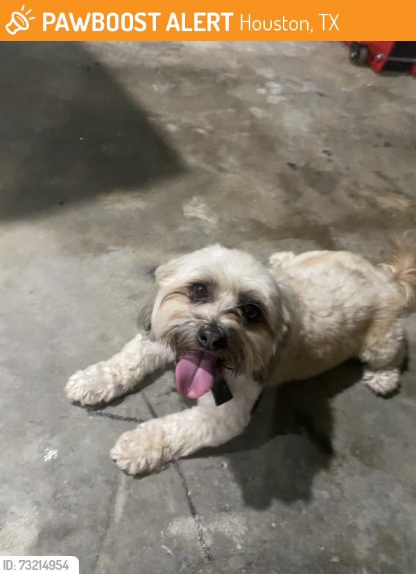 Found/Stray Male Dog last seen Outlook Dr Houston Tx, Houston, TX 77034