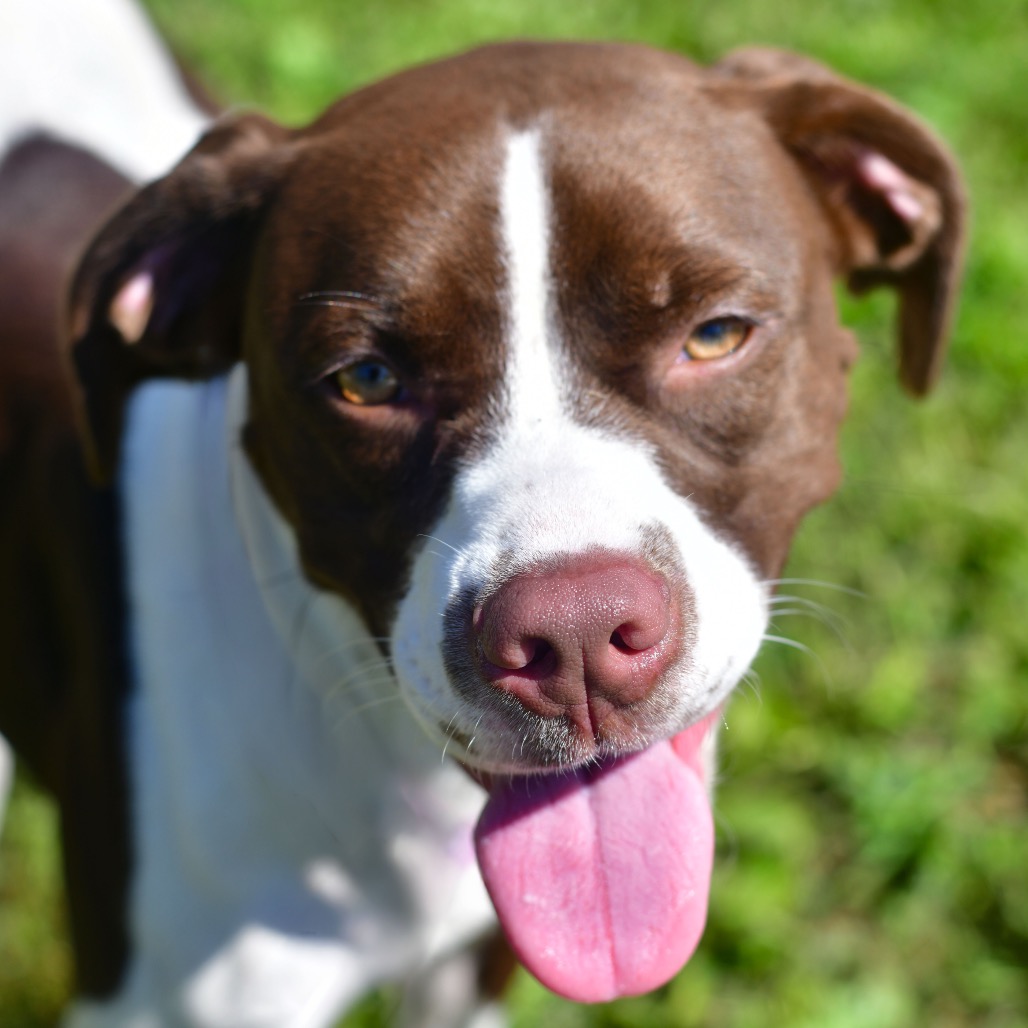 Shelter Stray Female Dog last seen , 3173 K-68 Hwy, Ottawa, KS 66067, USA