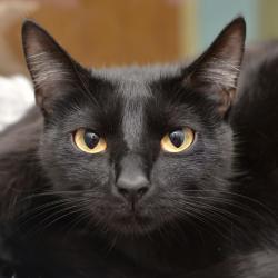 Shelter Stray Female Cat last seen , 3173 K-68 Hwy, Ottawa, KS 66067, USA