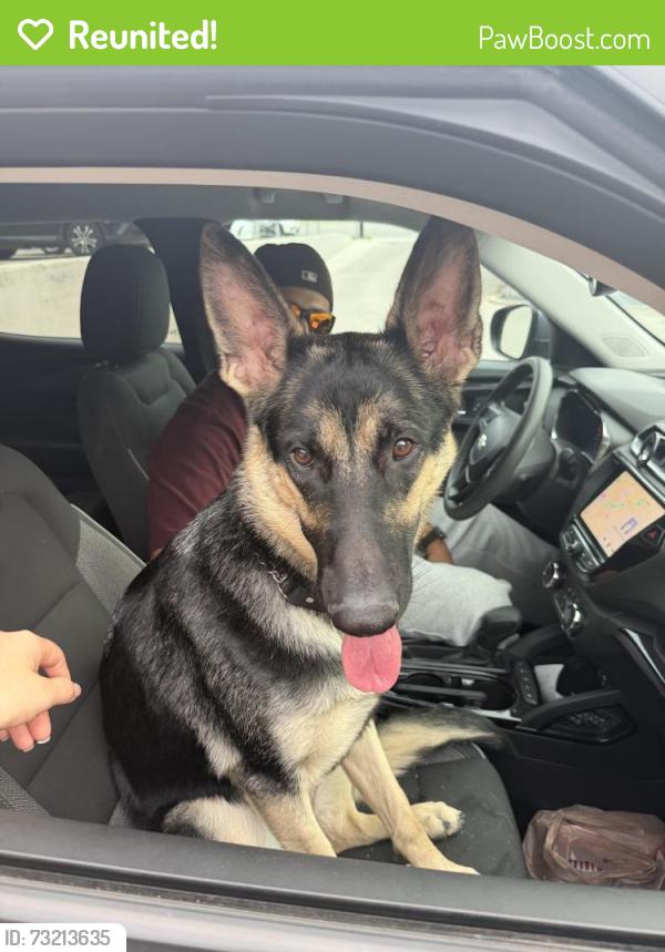 Reunited Unknown Dog last seen HEB on W Olmos, San Antonio, TX 78212