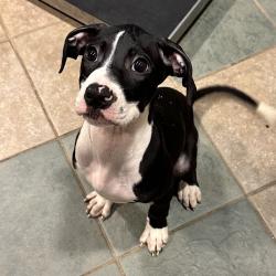 Shelter Stray Male Dog last seen , 4500 N Access Rd, Chattanooga, TN 37415, USA