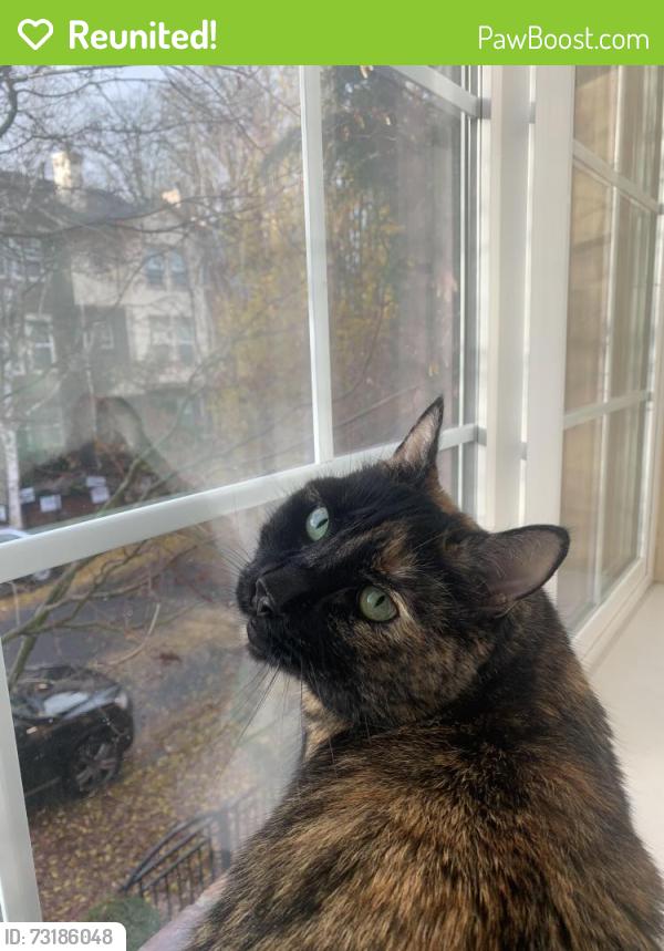 Reunited Female Cat last seen Near NE Alder Street, Hillsboro, OR 97124