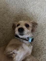 Reunited Male Dog last seen Barton road and Mountain View ave, Loma Linda, CA 92354