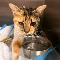 Shelter Stray Unknown Cat last seen , 1013 Garfield St, Oak Park, IL 60304, USA