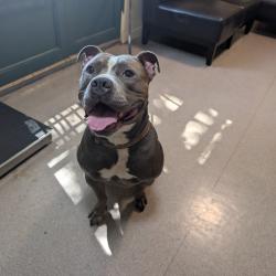 Shelter Stray Male Dog last seen , 361 S Raymond Ave, Pasadena, CA 91105, USA