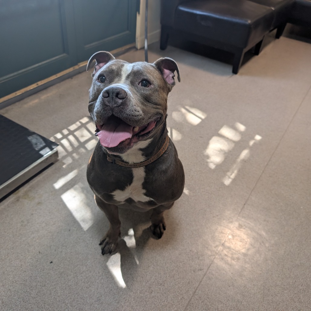Shelter Stray Male Dog last seen , 361 S Raymond Ave, Pasadena, CA 91105, USA