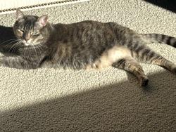 Lost Female Cat last seen Silver Oak ests @ San Felipe & Silver Oak Street, San Jose, CA 95135