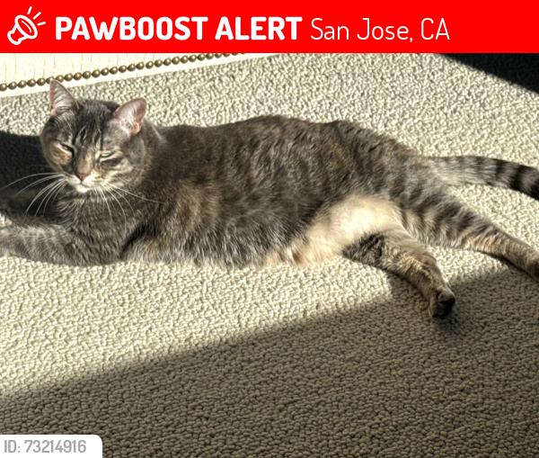 Lost Female Cat last seen Silver Oak ests @ San Felipe & Silver Oak Street, San Jose, CA 95135