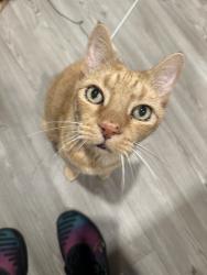 Lost Male Cat last seen Norcova Ct and Norcova Dr, Chesapeake, VA 23320