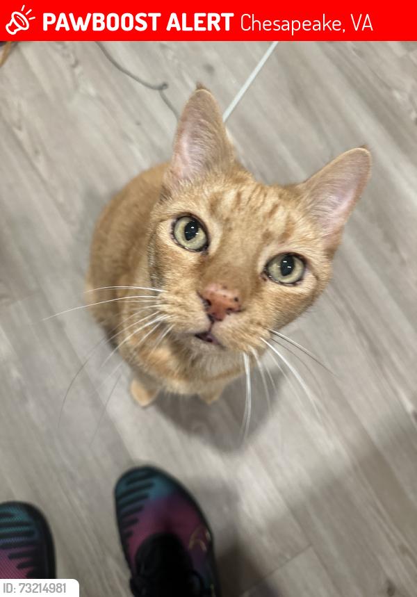 Lost Male Cat last seen Norcova Ct and Norcova Dr, Chesapeake, VA 23320