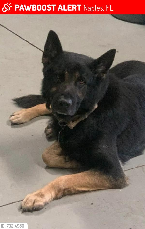Lost Male Dog last seen Near Wilson and 39th Ave NW near fairgrounds, Naples, FL 34120
