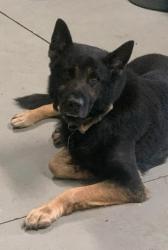 Lost Male Dog last seen Near Wilson and 39th Ave NW near fairgrounds, Naples, FL 34120