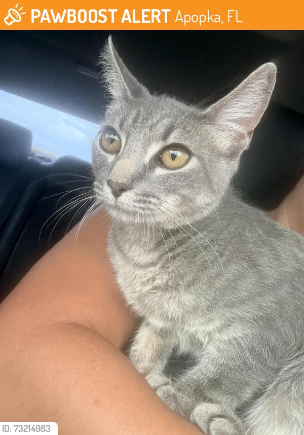 Found/Stray Female Cat last seen Lake apopka trail, Magnolia Lark area, Apopka, FL 32703