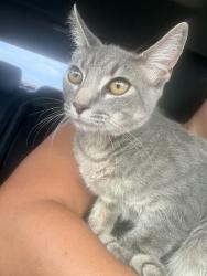 Found/Stray Female Cat last seen Lake apopka trail, Magnolia Lark area, Apopka, FL 32703