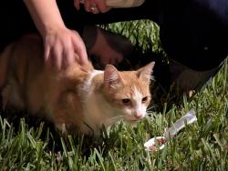 Found/Stray Male Cat last seen Crovus Drive, Palm Beach County, FL 33467