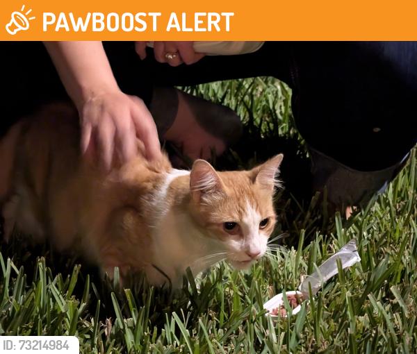 Found/Stray Male Cat last seen Crovus Drive, Palm Beach County, FL 33467