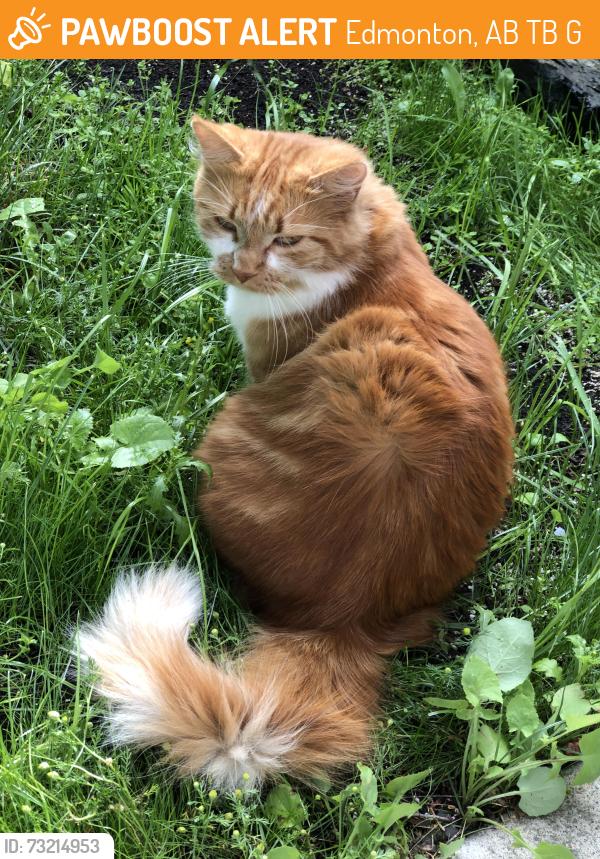 Found/Stray Unknown Cat last seen Near street 83 avenue, Edmonton, AB T6B 0G4
