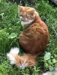 Found/Stray Unknown Cat last seen Near street 83 avenue, Edmonton, AB T6B 0G4