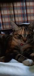 Lost Female Cat last seen Princeton ave, Hayward, CA 94541