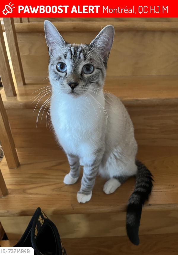 Lost Female Cat last seen CHSLD Du Manoir De L’Ouest de L’île Sec, Montréal, QC H9J 3M2