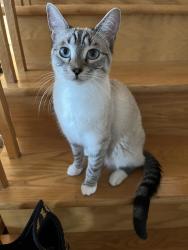 Lost Female Cat last seen CHSLD Du Manoir De L’Ouest de L’île Sec, Montréal, QC H9J 3M2