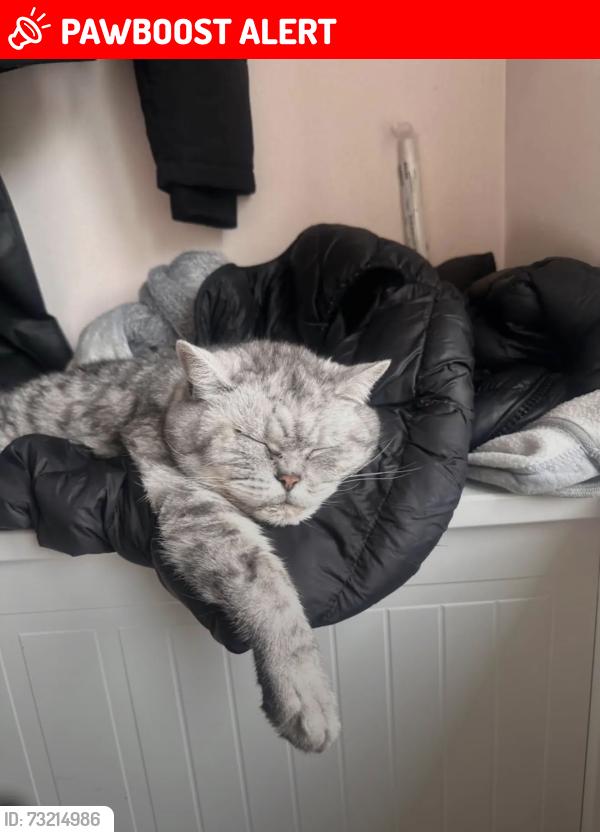 Lost Male Cat last seen bromford road, laverton road bradford, West Yorkshire, England 