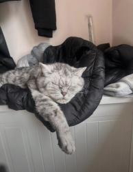 Lost Male Cat last seen bromford road, laverton road bradford, West Yorkshire, England 