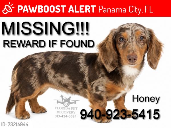 Lost Female Dog last seen Seacrest Dr, Panama City, FL 32461